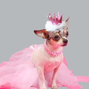dog birthday net tiara
