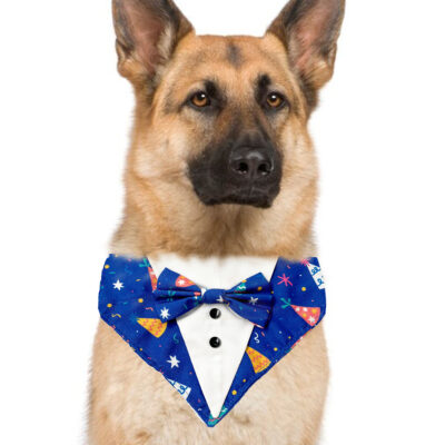 blue-party-dog