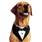 Tuxedo dog bandana