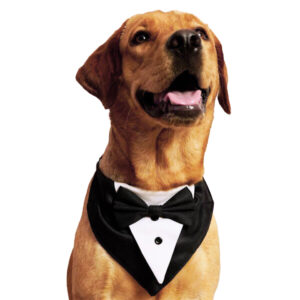 Tuxedo dog bandana