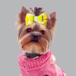 Yellow Ellie bows dog hair clips - Image 2