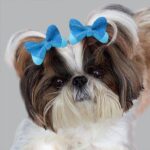 Blue Glitter butterfly dog hair clip - Image 2