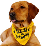 Bhai Ka Birthday Dog Bandana