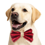 Red Velvet Ethnic Bowtie