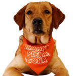 Khana Pina Sona Dog Bandana