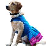 Parkar Polka Dog Festive Wear Blue
