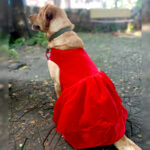 Cherry on Top Pet Velvet Dress - Image 2