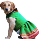 Parkar Polka Dog Festive Wear Green