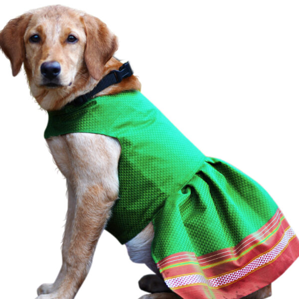 Parkar Polka Dog Festive Wear Green - Image 1