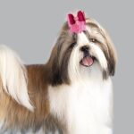 Pink Pigtail dog hair clip - Image 2