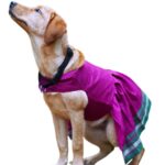 Parkar Polka Dog Festive Wear Pink