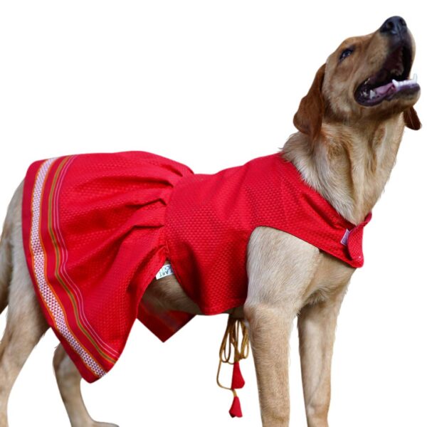 Parkar Polka Dog Festive Wear Spicy Red - Image 1