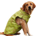 Lime Green Sherwani