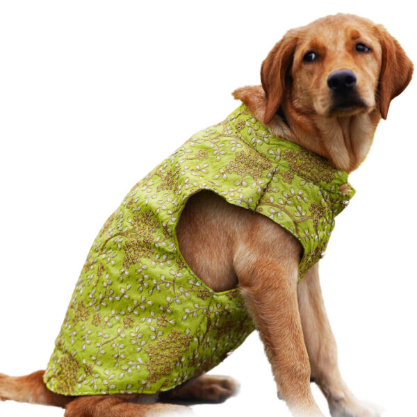 Lime Green Sherwani - Image 1