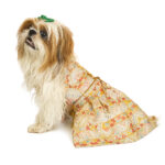 Pet designer lehenga choli