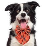 Spidey Pigtail Bowtie