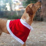 Santa Cape- Christmas costume for pets - Image 2