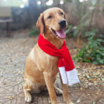 Santa Muffler- Christmas costume for pets - Image 2