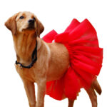 Red Tutu Skirt