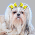 Yellow Tiktok dog hair clips(pair) - Image 2