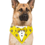 Yellow Bear Tuxedo Bandana