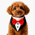 James bond tuxedo bandana