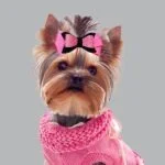 Pink Ellie bows dog hair clips - Image 2