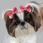 Pink Glitter butterfly dog hair clip - Image 2