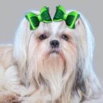 Green Tiktok dog hair clips(pair) - Image 2