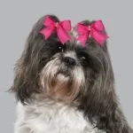 Cute sets of dog hairbow (2 pair) - Image 2