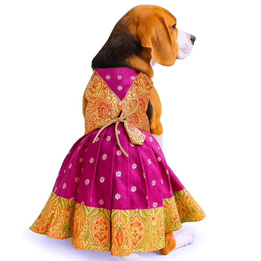Paithani Dresses For Pets - Image 1